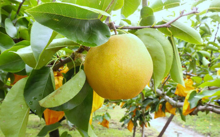 【訳あり】【期間限定】令和8年産 希少梨 晩三吉 5kg（5～12玉） 倉吉産 福井果樹園 梨 ブランド梨 冬梨 希少品種 果物 フルーツ 和梨 数量限定