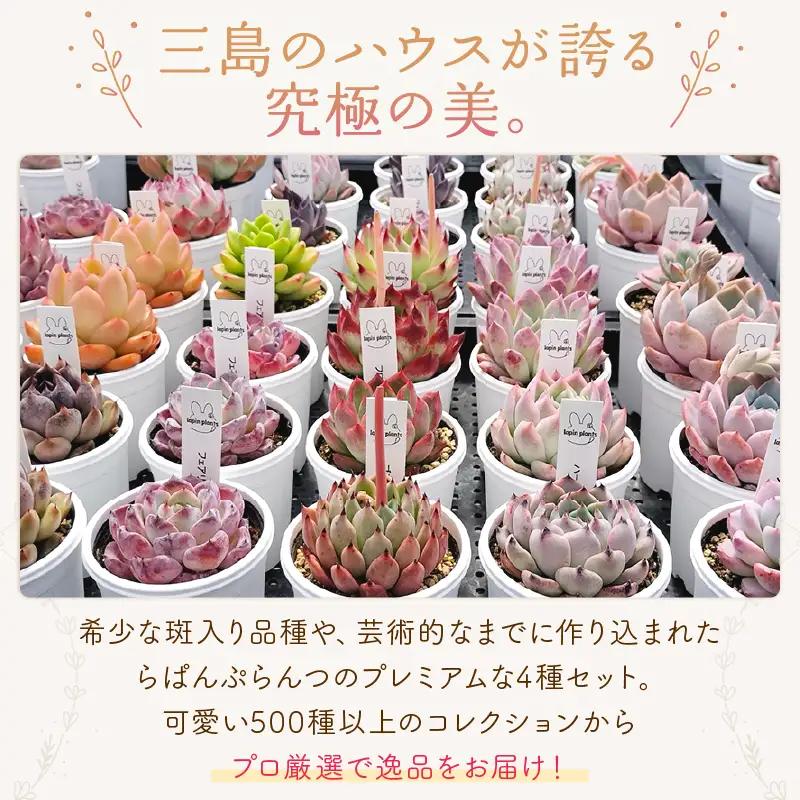多肉【極み】らぱんぷらんつ プレミアムコレクション4種 