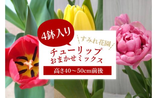 【2025年2月より発送】【訳あり】チューリップ　4鉢入り　おまかせミックス(EH-21)