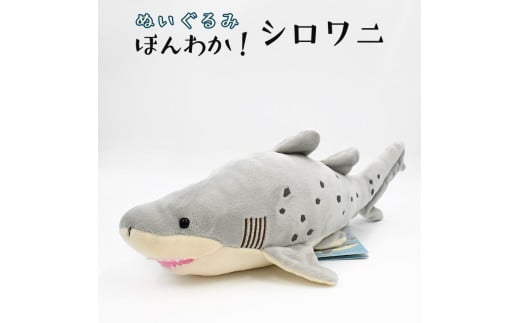 
ぬいぐるみ シロワニ アクアワールド 大洗 オリジナル サメ グッズ 茨城 水族館 さめ 鮫 限定
