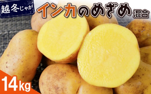 
            越冬じゃが インカのめざめ サイズ混合 14kg 芋 いも お芋 おいも オンライン 申請 ふるさと納税 北海道 恵庭 インカ じゃがいも ジャガイモ 甘い 濃厚 フライドポテト じゃがバター ポテトサラダ 根菜 野菜 恵庭市【83000202】
          