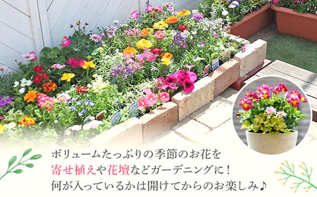 季節の花苗24苗セット