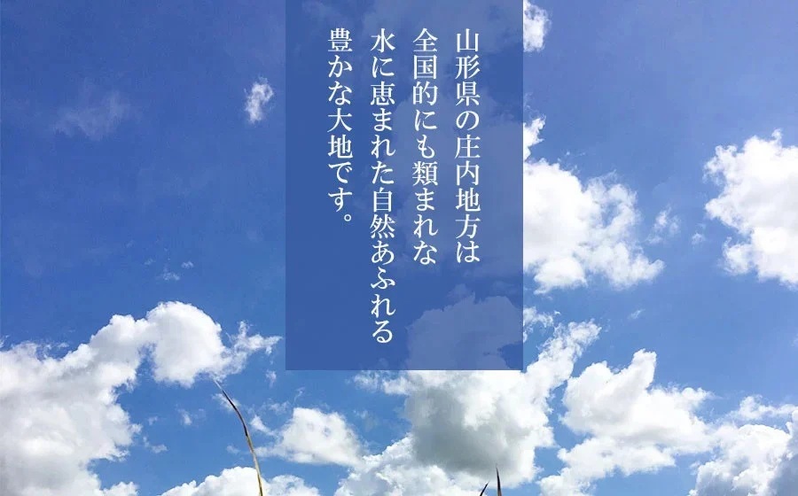 【令和7年産先行予約】山形県庄内産　特別栽培米雪若丸 精米 10kg（10㎏×1袋） 　野々ファーム