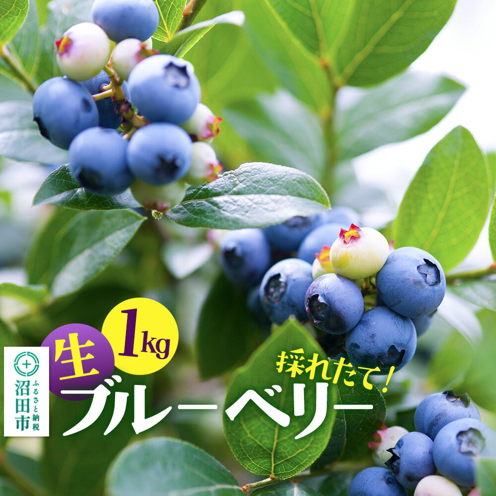 【ふるさと納税】《7月中旬〜9月下旬発送》採れたて！生ブルーベリー1kg【群馬県沼田市利根町産】