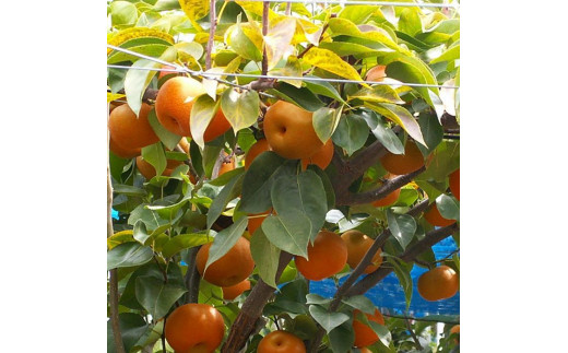 和歌山の樹上成熟梨 約2kg(6～8玉)  ※2025年8月上旬～9月中旬頃発送予定| 先行予約 果物 フルーツ 甘い【MS103】