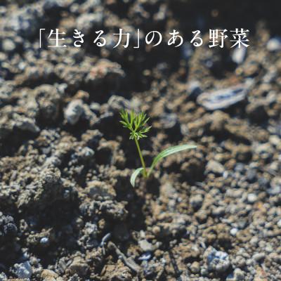 ふるさと納税 掛川市 【毎月定期便】しあわせ野菜畑の有機野菜　Sセット　(安心の有機JAS認証　オーガニック野菜)全3回 |  | 02