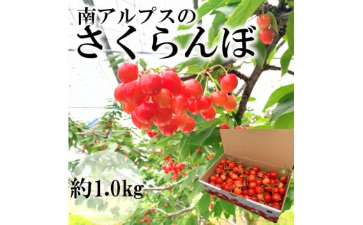 ＜2026年発送分先行予約＞南アルプス市産　さくらんぼ　1kg ALPAH007