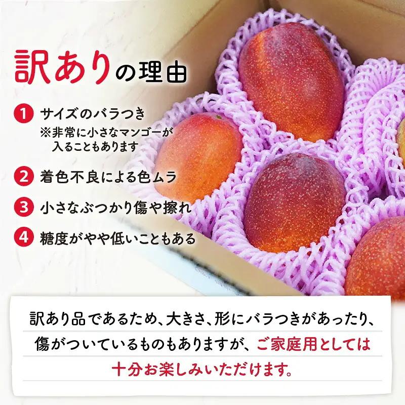 【 2027年 先行予約 】 訳あり 田中マンゴー園 完熟 アップル マンゴー 約 2kg（ 4～8玉 ）（ ご家庭用 ） W001-008u わけあり 果物