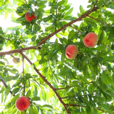 ふるさと納税 中野市 【発送月固定定期便】2026年発送 長野の果物 桃+クイーンルージュ+シナノゴールド全3回 |  | 01