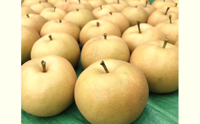 信州産 梨 安心安全の南水 約 3kg (8玉前後) フルーツ 果物 長野 長野県産 信州産 デザート おすすめ 特産 産地直送