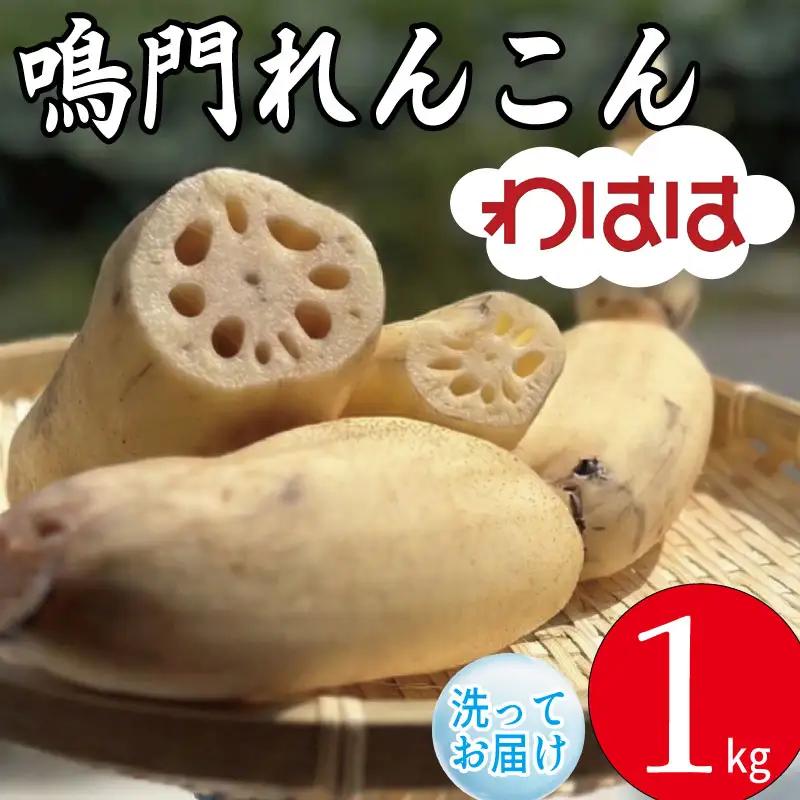 鳴門れんこん 1kg れんこん