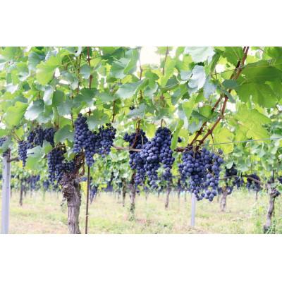 ふるさと納税 韮崎市 花菱 メルロー&カベルネ・ソーヴィニヨン2022 750ml |  | 01