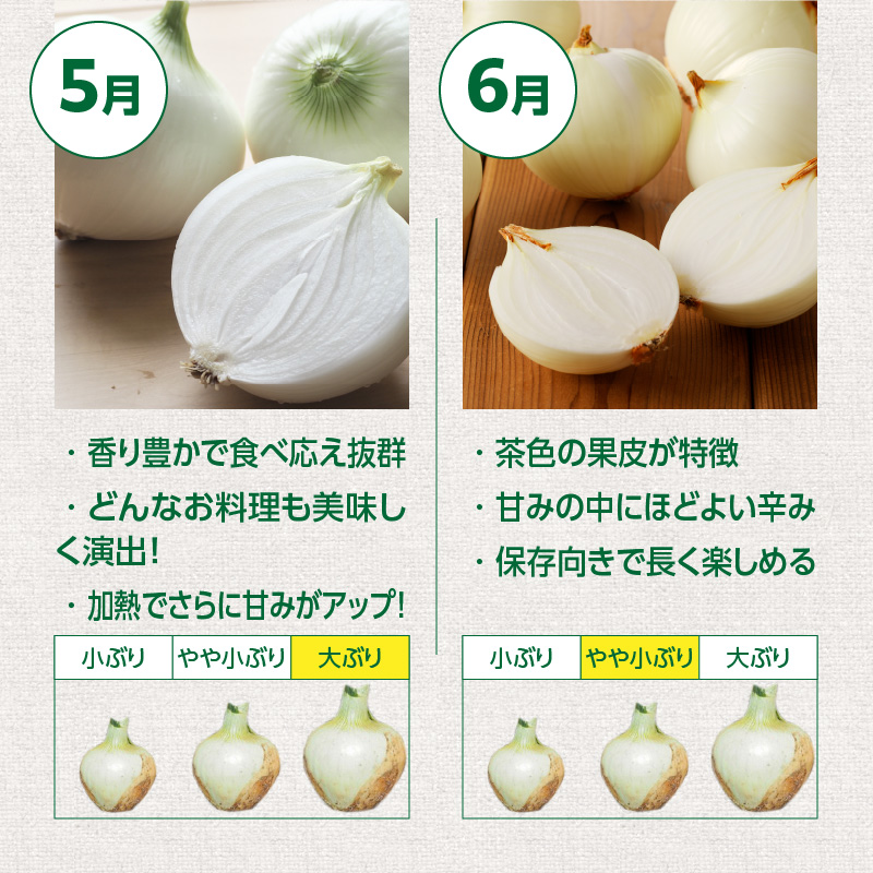 (2026年発送)【数量限定】訳あり 新玉ねぎ 生がおいしい 神重農産のブランド玉ねぎ「旬玉」2.5kg ブランド玉ねぎ 玉ねぎ 国産 愛知県産 野菜 やさい 農家直送 畑直送 旬 期間限定 たまねぎ