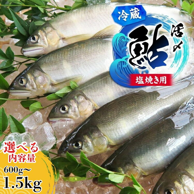 【ふるさと納税】＼選べる内容量／【先行予約】塩焼き用 活〆鮎 | 鮎 あゆ アユ 魚介 魚 川魚 塩焼き 鮎めし 雑炊 おかず 簡単 お手軽 岐阜県 瑞穂市 ※2026年7月～発送