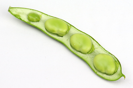 そら豆２kg（さや付き）【3月下旬～4月中旬頃に発送】　本田農園