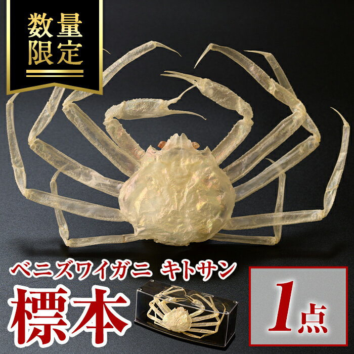 【ふるさと納税】＜数量限定＞ベニズワイガニ キトサン 標本(1点) ベニズワイガニ キトサン 標本 丸ごと1匹 オブジェ インテリア コンシェルジュ 【sm-BR001】【甲陽ケミカル】