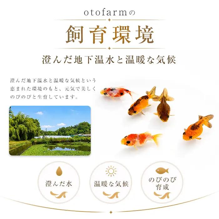 10営業日以内に発送 温水育ち ミニホテイソウ 30株 otofarm IB148-008 ※北海道・沖縄・離島配送不可※ 水槽 水槽