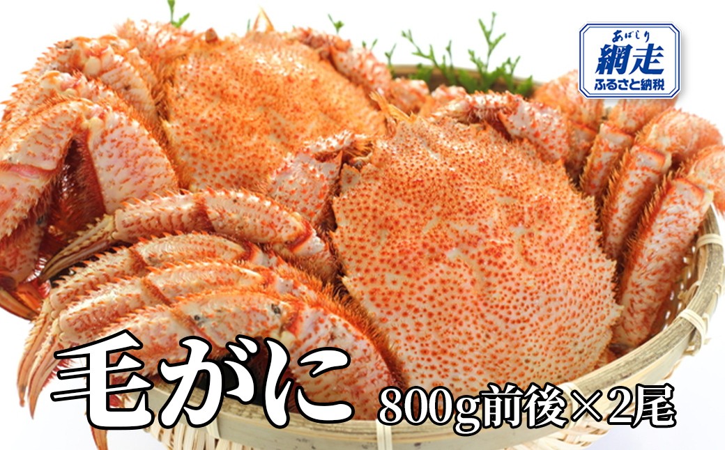 
                  網走産 毛がに1.6kg前後（800g前後×2尾） 【 ふるさと納税 人気 おすすめ ランキング かに カニ 蟹 毛ガニ 毛がに 毛蟹 網走産 冷凍 蟹みそ カニみそ 蟹味噌 オホーツク 北海道産 北海道 網走市 送料無料 】ABW109
                