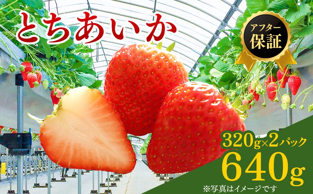 
                  【先行予約】いちご とちあいか 15粒入り320g 2パック（1月発送）  ｜ イチゴ 苺 フルーツ 果物 甘い うまい 日本一 品質 ビタミンC 果実 かぬま ※2027年1月～発送
                