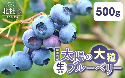 【2027年先行予約】【大粒】山梨県産（明野産）生果 ブルーベリー500g　無農薬 新鮮 フルーツ くだもの 生果実 ベリー 北杜市産 期間限定 数量限定