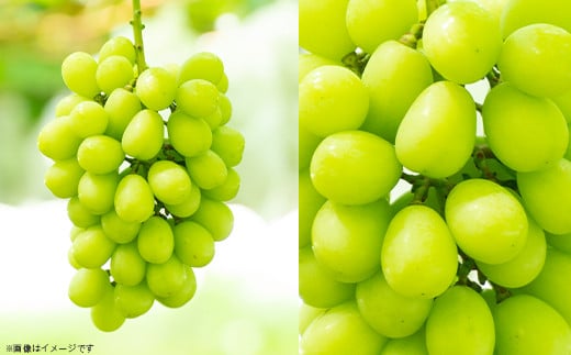 【2025年 先行予約】シャイン マスカット & 梨 人気 フルーツ 食べ比べ セット【2025年 9月上旬ころ～9月中旬ころ発送予定】シャインマスカット 1房 700g以上 梨 2玉 豊水 or あ