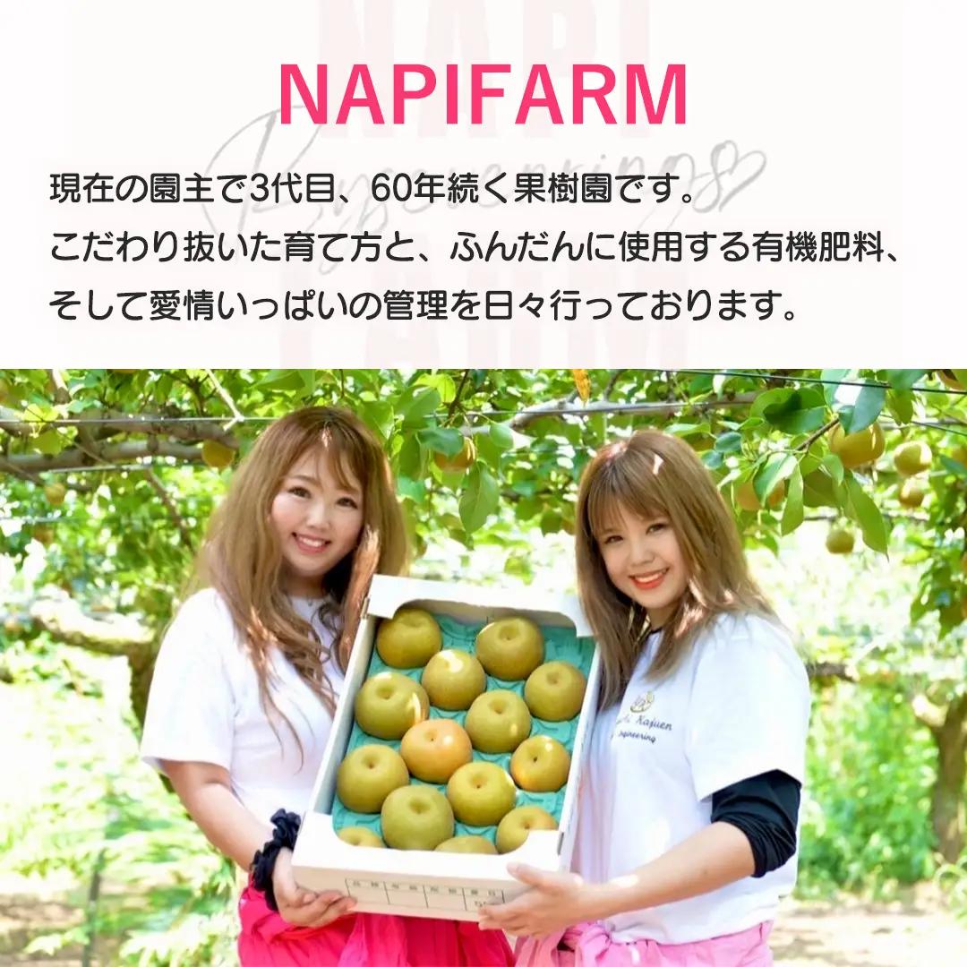 【 先行予約 】 極上の甘さの天使の シャインマスカット ！ 2房 （ 茨城県共通返礼品： かすみがうら市 ） 【 2026年9月頃発送 】 
