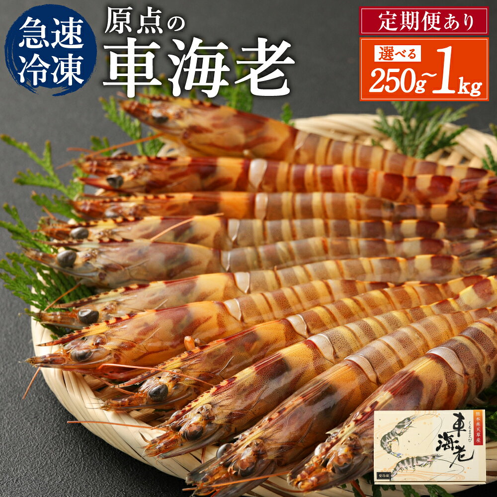 【ふるさと納税】原点の車海老 急速冷凍 250g～1kg 8〜40尾 選べる内容量 定期便あり 250g（8～10尾）×3回 3ヶ月定期便 くるまえび 海老 えび 車海老 海鮮 国産 九州産 熊本県産 冷凍 送料無料 【2026年10月上旬より順次発送予定】