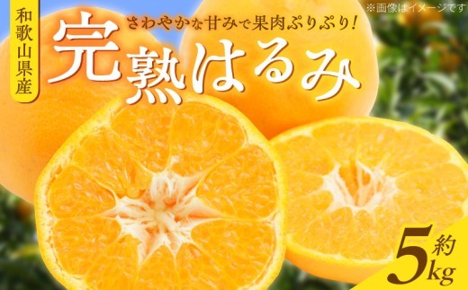 
                   【2027年先行予約】果肉ぷりぷり！完熟 はるみ 約5kg【ミカン 蜜柑 春みかん 柑橘 和歌山 有田 春見】_G7056
                