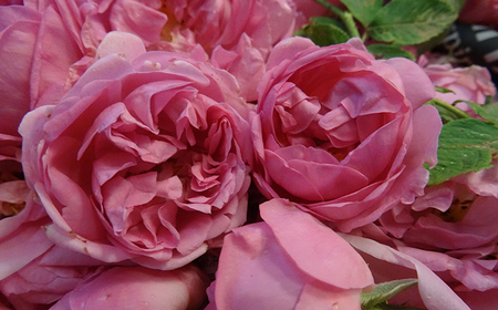 ＜新感覚！バラの香りにつつまれる炭酸飲料＞クイーンローズ 500ml×2本 佐賀県/株式会社Rose [41AAAS006]