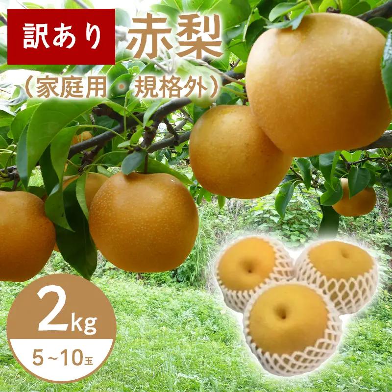 A-1171 訳あり赤梨　5～10玉 2kg（家庭用・規格外）