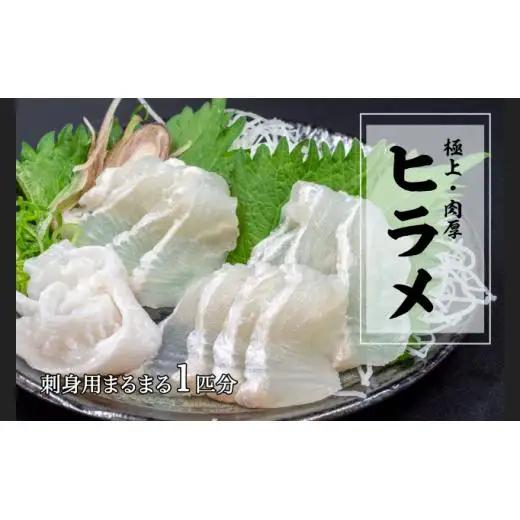 【 ヒラメ 】 極上ヒラメ 800g以上