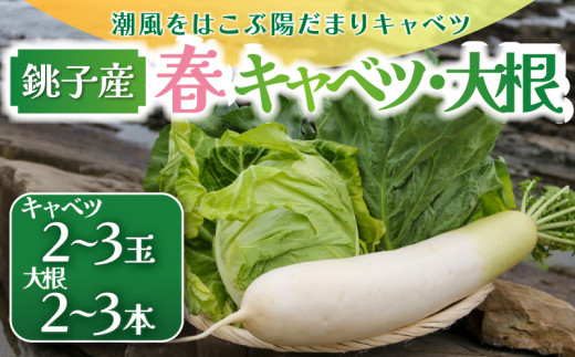 【先行予約】 春キャベツ 2～3玉 大根 2～3本 セット  数量限定 期間限定 大容量 旬の野菜 旬の味覚 春の風物詩 甘い キャベツ 千切り 生野菜 サラダ 野菜炒め 回鍋肉 ロールキャベツ 焼きそば お好み焼き ぶり大根 豚バラ大根 おでん 贈答 プレゼント 贈り物 ギフト 贈答 グルメ 発送時期 2027年4月～(なくなり次第終了)  ふるさと納税 送料無料 千葉県 銚子市 小野商店