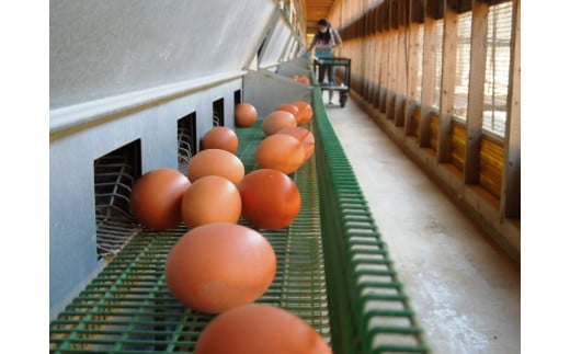 
            ☆放し飼い自然卵「歩荷」60個入箱
          