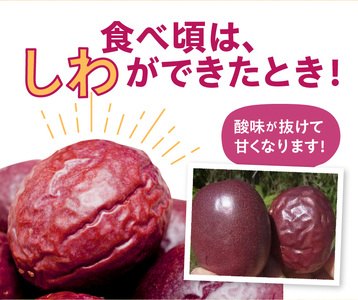 【2024年先行予約】農薬・化学肥料不使用　奄美パッションフルーツ1kg（12個前後）家庭用 - パッションフルーツ 奄美産 家庭用 1kg 12個前後 栽培期間中農薬・化学肥料不使用 鹿児島 奄美大