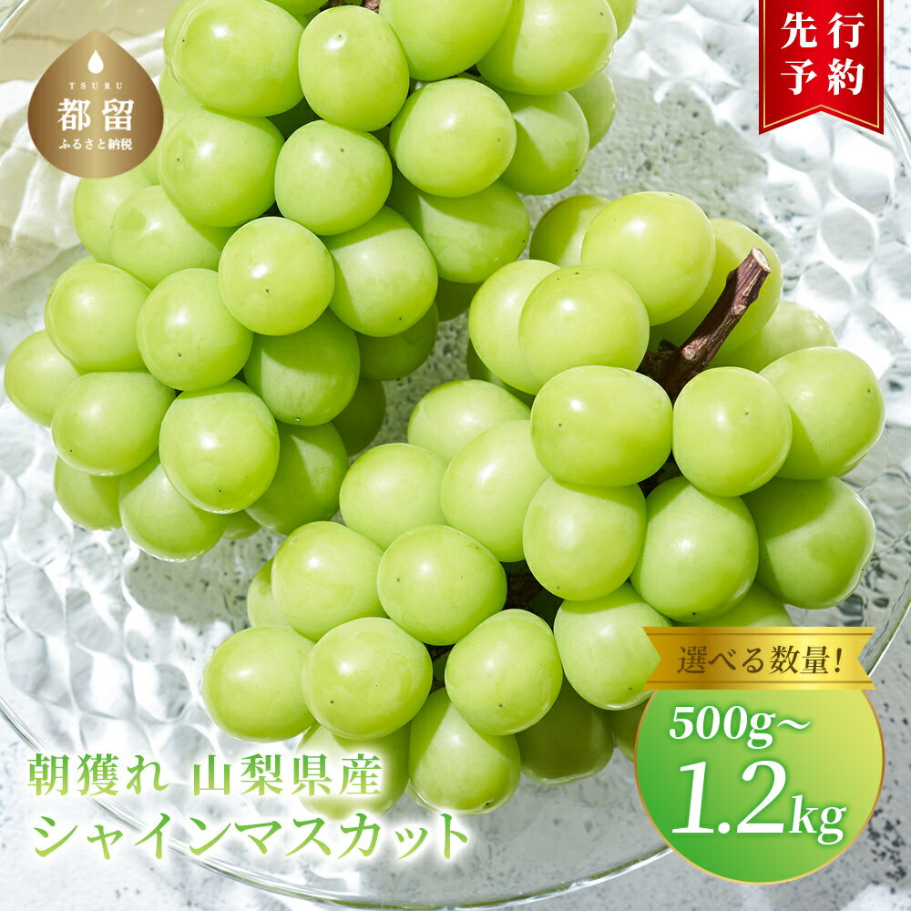 【ふるさと納税】【2025年 先行予約】朝採れ 山梨県産 シャインマスカット 数量選べる仕様|| 1房 500g以上　2房 1.2kg以上 | 【冷蔵】山梨県産 フルーツ 予約 【数量限定】 送料無料 山梨 ぶどう シャイン やまなし 2025 発送
