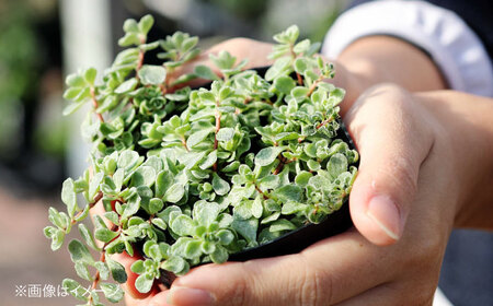 多肉植物 少しレアな5品種5鉢セット 植物 レア セット 珍しい 多肉植物 三次市/園芸王国パスタイム[APCJ003]