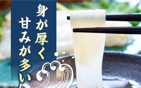 対馬産 アオリイカ 600g《対馬市》【保家商事】烏賊 いか 刺身 海鮮 冷凍[WAA028]