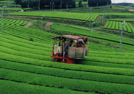 【農林水産大臣賞15回受賞の銘店】世知原茶 ｢芳翠｣｢峰の露｣ 詰め合わせ 500g (100g×5P)【前田製茶】蒸し製玉緑茶 茶葉 日本茶 緑茶