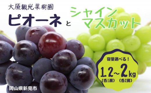 
                  容量選べる！ピオーネ＆シャインマスカット 岡山県新見市 大原観光果樹園 【先行予約 2026年9月中旬から順次発送】
                