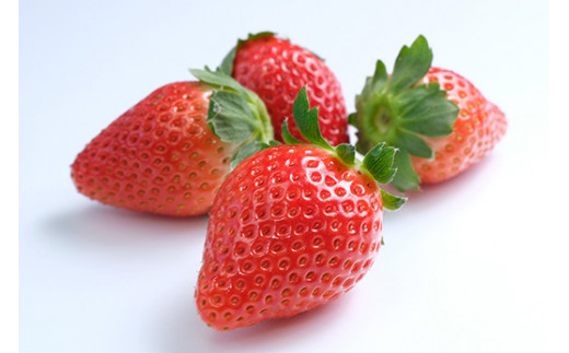 田口いちごファームの いちご　スカイベリー ※2024年1月中旬〜2月下旬頃に順次発送予定