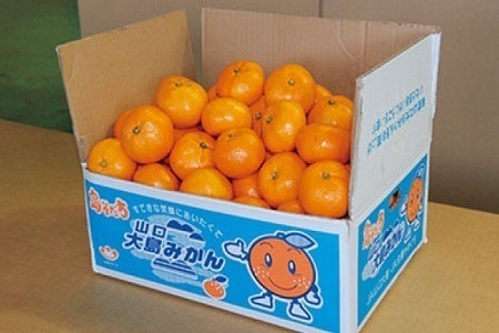 山口大島みかん（島そだち）大津　