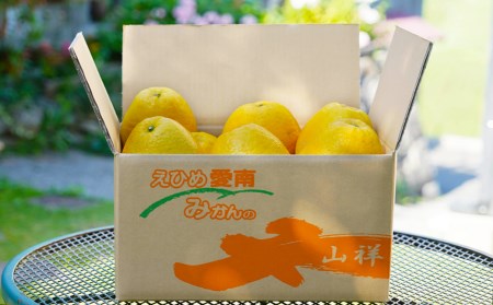 数量限定 先行予約 贈答用 河内晩柑 大玉 6kg 2Lサイズ 以上 みかん 蜜柑 かわちばんかん 愛南ゴールド 果物 フルーツ 柑橘 ゼリー ジュース ギフト 贈答 プレゼント 贈り物 ビタミン 健