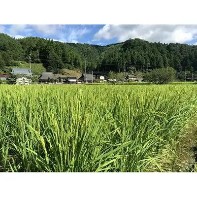 【京都ファーム】京北産こしひかりパックライス24個（24個入ｘ1箱）｜米 米