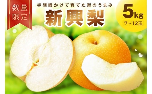 【先行予約／数量限定100】新興梨　5kg（2026年10月中旬～発送）果物 フルーツ 梨 なし ジューシー 甘い 京丹後産　　FK00027