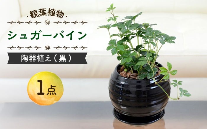 
            【11月～5月発送】シュガーバイン 陶器植え (黒) /  シュガーバイン しゅがーばいん 陶器 観葉植物 鉢植え 植物 鑑賞用 初心者 インテリア 室内 吊り下げ / 大村市 /  アトリウム琴花園[ACZZ012]
          