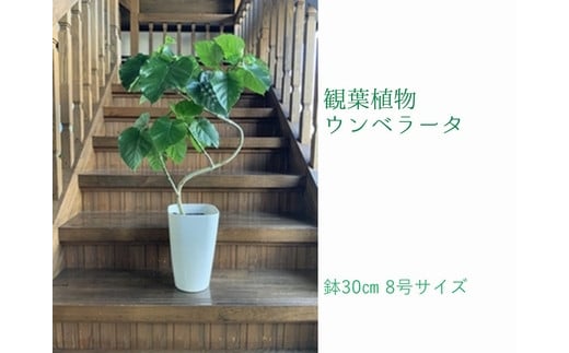 
            066-10 観葉植物 ウンベラータ8号サイズ1鉢
          