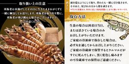 【予約受付中・8月頃より順次発送】活クルマエビ 250g　【活き発送】 ※説明文をご確認ください
