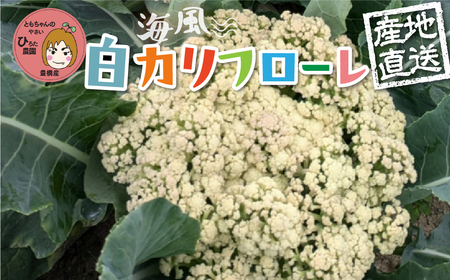 《先行予約》白カリフローレ　4個