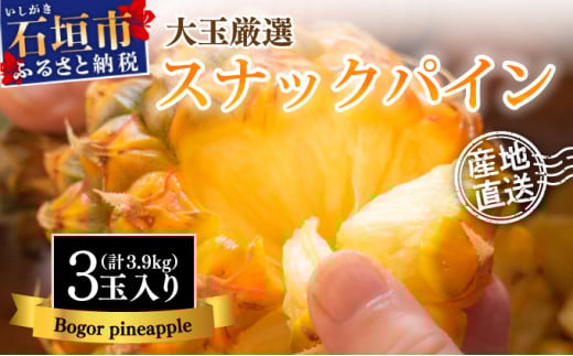 【先行予約】石垣島産 スナックパイン ずっしりの「大玉」3個入り 《2026年5月以降発送》 SI-26-1 大玉 3玉 約3.9kg