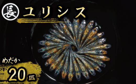 ユリシス オス メス ランダム 20匹 めだか メダカ 飼育 インテリア 生物 生き物 生体 趣味 室内 元気なメダカ 黄色 オレンジ 青 ラメ 美しい 綺麗 きれい  生魚 魚 いきもの 鑑賞 鑑賞用 繁殖 ペット 観賞 観賞用 観賞魚 鑑賞魚 さかな おすすめ オススメ 美 国産 輝く 光沢 厳選 水槽 魚介 魚類 人気品種 人気魚種 人気 品種 魚種 静岡 育成 丸長 静岡県 牧之原市